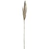 Clearance Rama Broom Grass