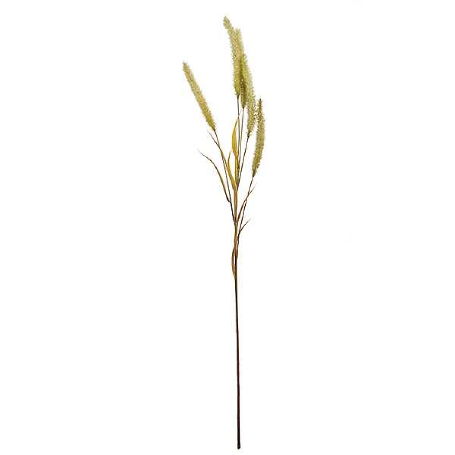 Best Rama Setaria Grass