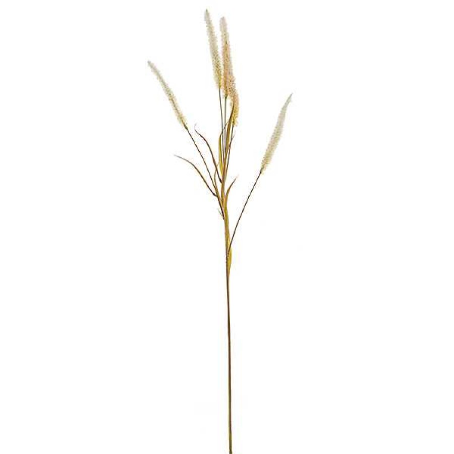 Best Rama Setaria Grass