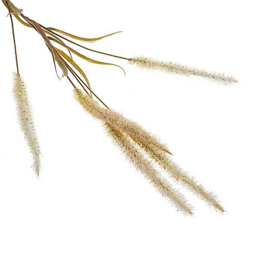 Best Rama Setaria Grass