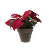 Hot Planta Poinsettia En Maceta